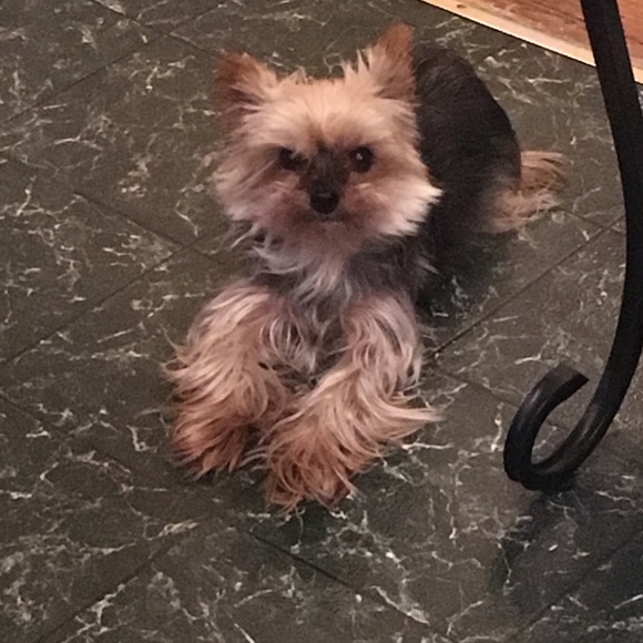 Meet your Posher, Bridgette - Picture 2 of 5